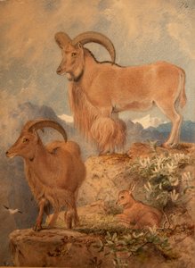 Barbary Wild Sheep